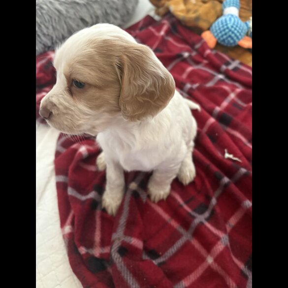 Cocker Spaniel (Working &amp; Show) - Both