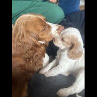 Cocker Spaniel (Working &amp; Show) - Both
