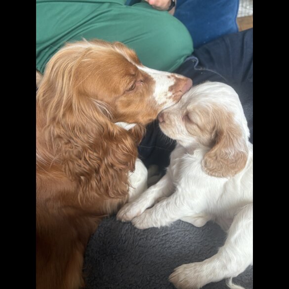 Cocker Spaniel (Working &amp; Show) - Both