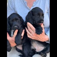 Cocker Spaniel (Working &amp; Show) - Both