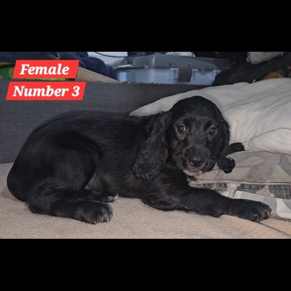 Cocker Spaniel (Working &amp; Show) - Both