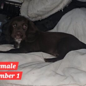 Cocker Spaniel (Working &amp; Show) - Both