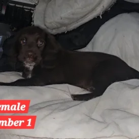 Cocker Spaniel (Working &amp; Show) - Both