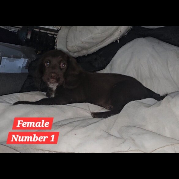 Cocker Spaniel (Working &amp; Show) - Both