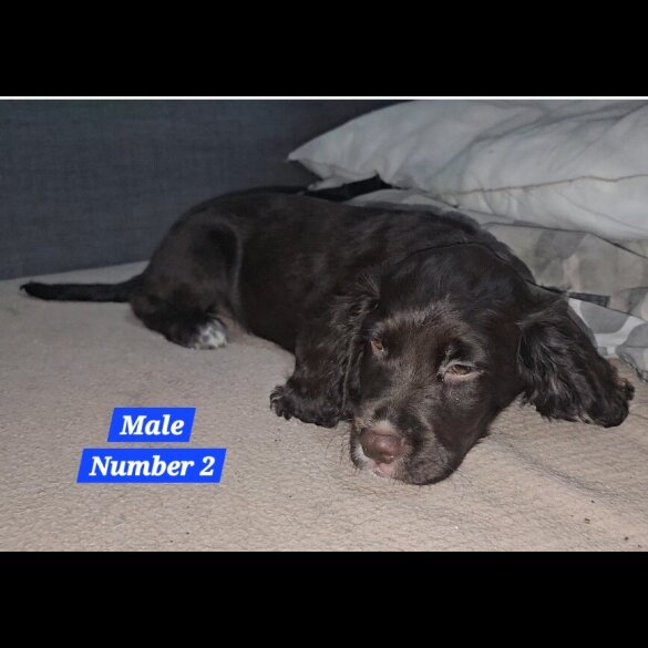 Cocker Spaniel (Working &amp; Show) - Both