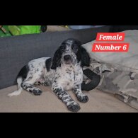 Cocker Spaniel (Working &amp; Show) - Both