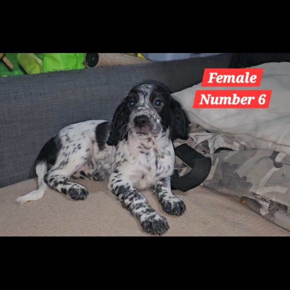 Cocker Spaniel (Working &amp; Show) - Both