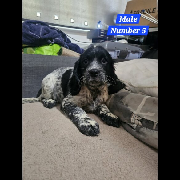 Cocker Spaniel (Working &amp; Show) - Both