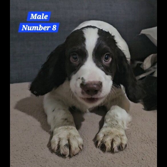 Cocker Spaniel (Working &amp; Show) - Both