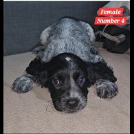 Cocker Spaniel (Working &amp; Show) - Both