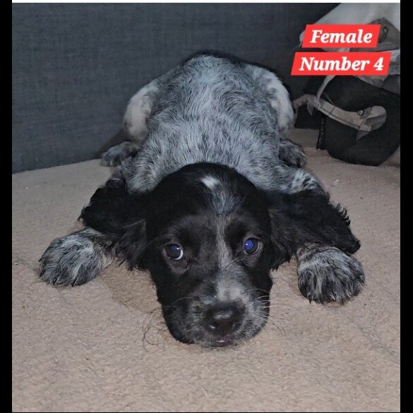 Cocker Spaniel (Working &amp; Show) - Both