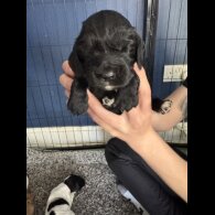 Cocker Spaniel (Working &amp; Show) - Both