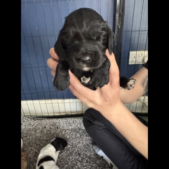 Cocker Spaniel (Working &amp; Show) - Both