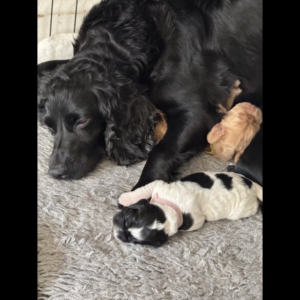 Cocker Spaniel (Working &amp; Show) - Both