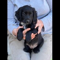 Cocker Spaniel (Working &amp; Show) - Both