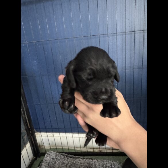 Cocker Spaniel (Working &amp; Show) - Both