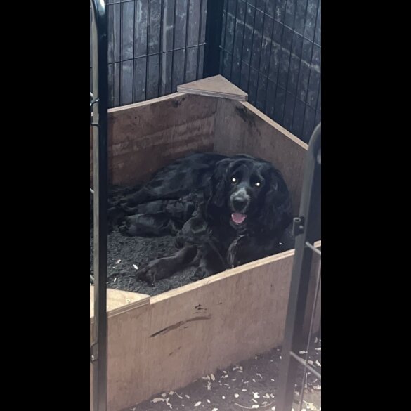 Cocker Spaniel (Working &amp; Show) - Both