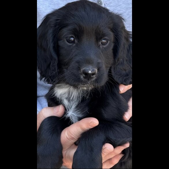 Cocker Spaniel (Working &amp; Show) - Both