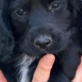 Cocker Spaniel (Working &amp; Show) - Both
