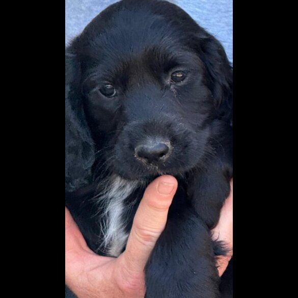 Cocker Spaniel (Working &amp; Show) - Both