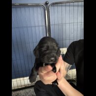 Cocker Spaniel (Working &amp; Show) - Both