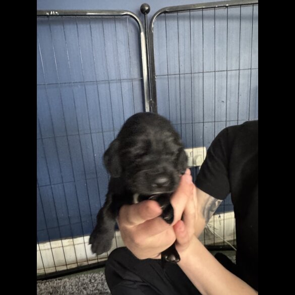 Cocker Spaniel (Working &amp; Show) - Both