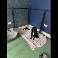 Cocker Spaniel (Working &amp; Show) - Dogs