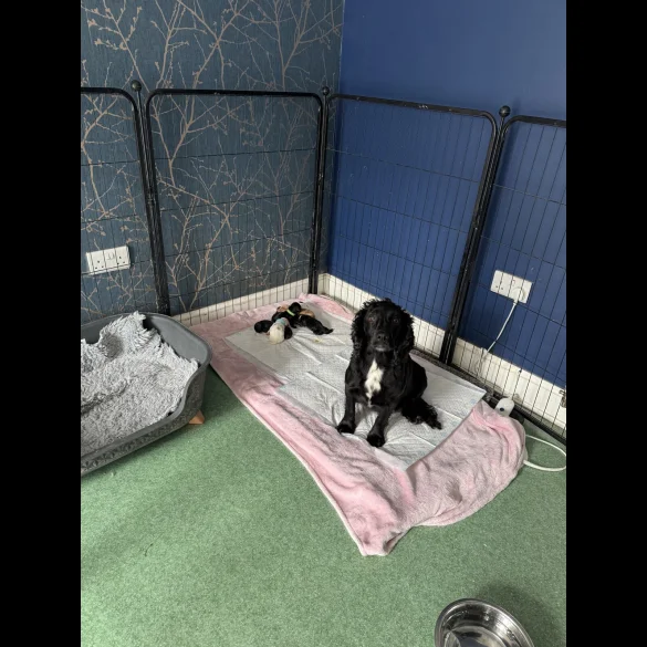 Cocker Spaniel (Working &amp; Show) - Dogs