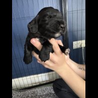 Cocker Spaniel (Working &amp; Show) - Both