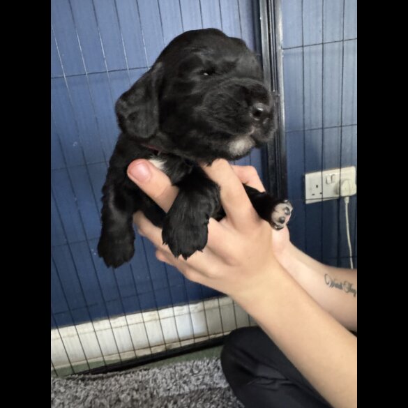 Cocker Spaniel (Working &amp; Show) - Both