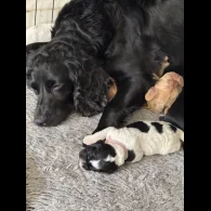 Cocker Spaniel (Working &amp; Show) - Dogs