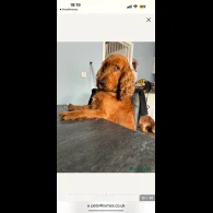 Cocker Spaniel (Working &amp; Show) - Dogs