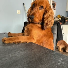 Cocker Spaniel (Working &amp; Show) - Both
