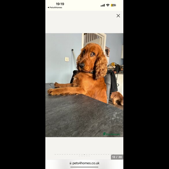 Cocker Spaniel (Working &amp; Show) - Both