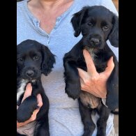 Cocker Spaniel (Working &amp; Show) - Both