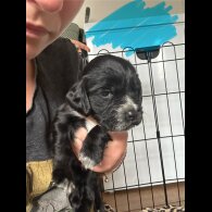 Cocker Spaniel (Working &amp; Show) - Both