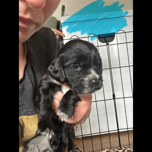 Cocker Spaniel (Working &amp; Show) - Both