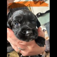 Cocker Spaniel (Working &amp; Show) - Both