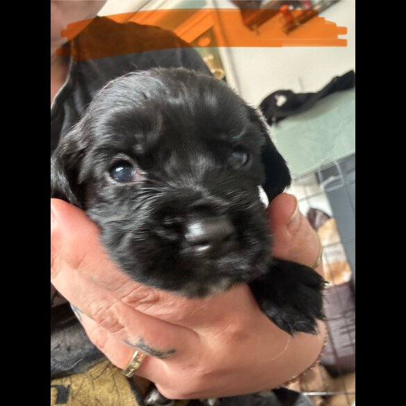 Cocker Spaniel (Working &amp; Show) - Both