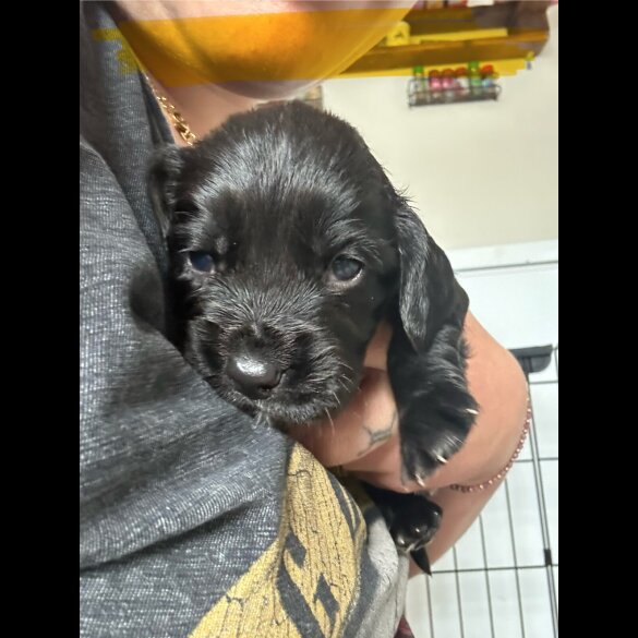 Cocker Spaniel (Working &amp; Show) - Both
