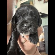 Cocker Spaniel (Working &amp; Show) - Both
