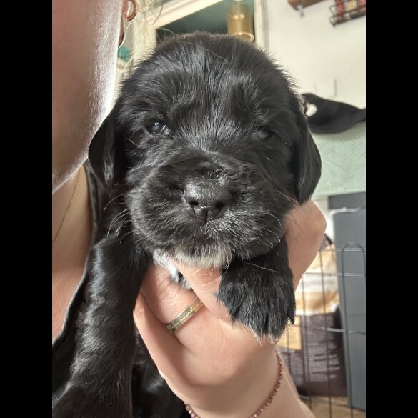 Cocker Spaniel (Working &amp; Show) - Both