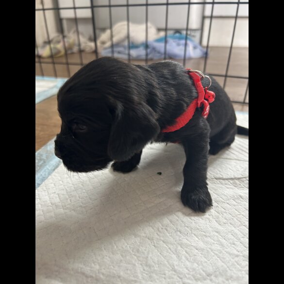 Cocker Spaniel (Working &amp; Show) - Both