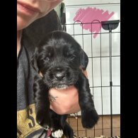 Cocker Spaniel (Working &amp; Show) - Both