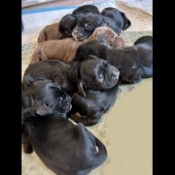 Cocker Spaniel (Working &amp; Show) - Both