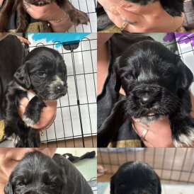 Cocker Spaniel (Working &amp; Show) - Both