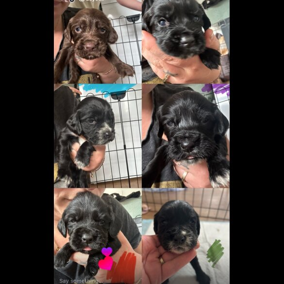 Cocker Spaniel (Working &amp; Show) - Both