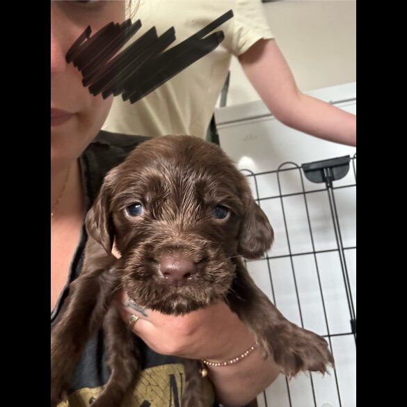 Cocker Spaniel (Working &amp; Show) - Both