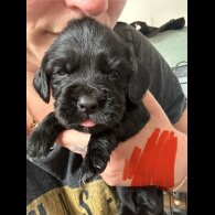 Cocker Spaniel (Working &amp; Show) - Both