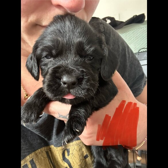 Cocker Spaniel (Working &amp; Show) - Both